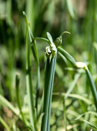 Onion flower on a background of foliageの写真素材