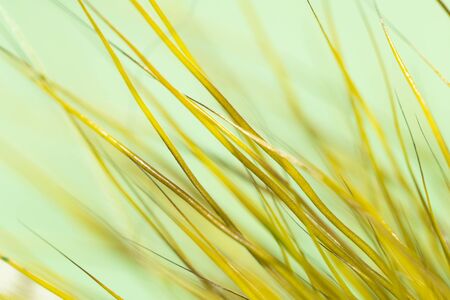 feather on a green background. closeの写真素材