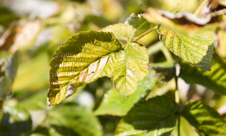 leaves on a raspberry in nature