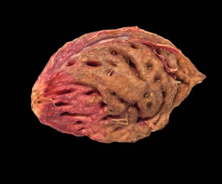 bone peach on a black backgroundの写真素材