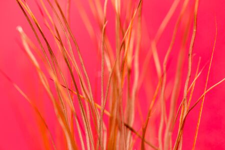 feather on a red background. closeの写真素材