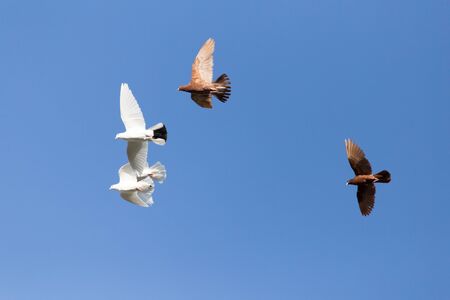 flock of pigeons on blue skyの写真素材
