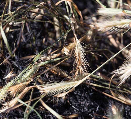 Burned grass with ears