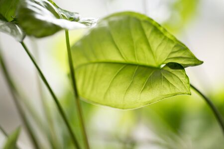 beautiful background of green plant leafの写真素材