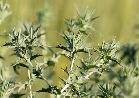 prickly plant in natureの写真素材