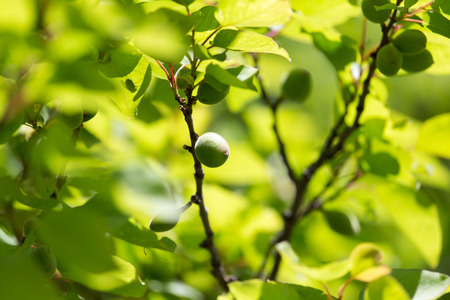 green apricots on the tree in natureの写真素材
