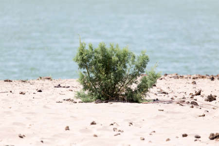 plant in the sand on the shoreの写真素材