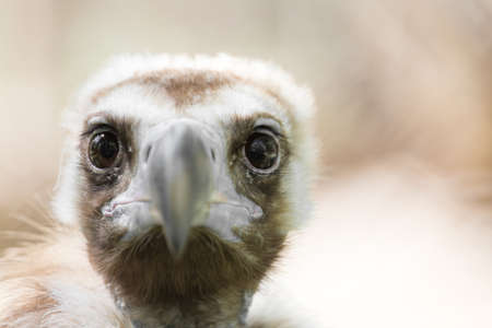 bird hawk natureの写真素材