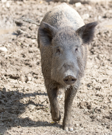 wild boar in the zoo