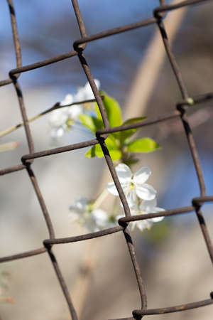 flowers in metal mesh fenceの写真素材