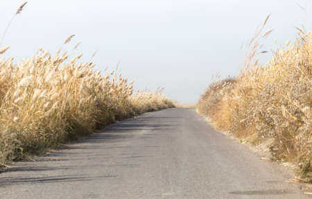 asphalt road in the reedsの写真素材