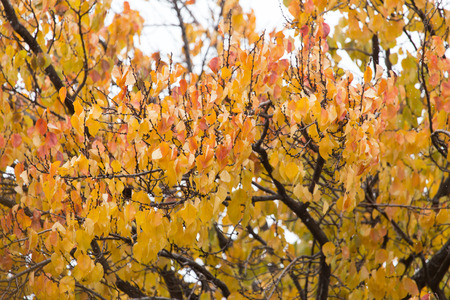yellow leaves on the tree in autumn