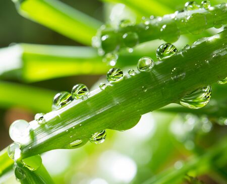 drops of dew on the green grass. close