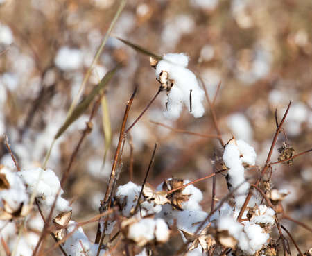 Cotton autumn natureの写真素材