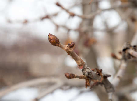 buds on treeの写真素材