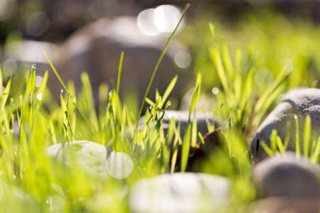 dew drops on green grass at dawnの写真素材