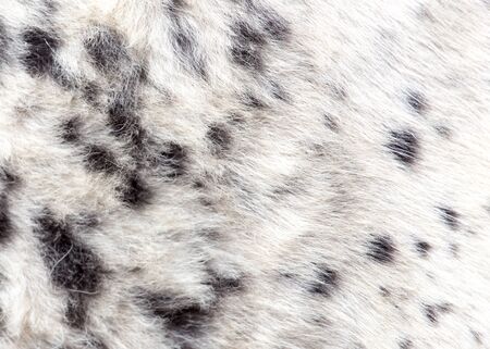 background of wool cow