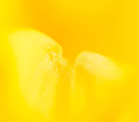 yellow chrysanthemum flower as a background. closeの写真素材