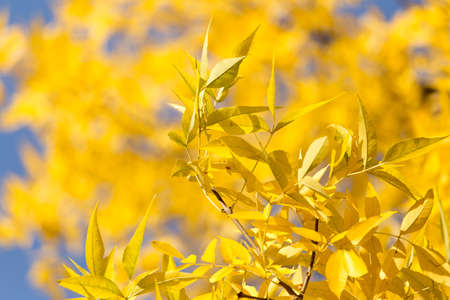 yellow leaves on the tree against the blue skyの写真素材