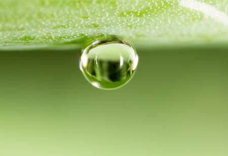 Water drops on the fresh green shoot. Super Macroの写真素材