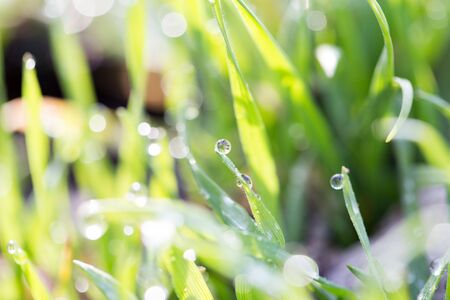 dew on the grass in natureの写真素材