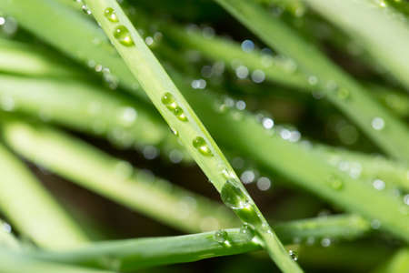 drops of dew on the green grass. closeの写真素材