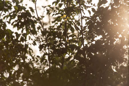 sunset over the branches of a treeの写真素材