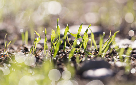 drops of dew on the green grass. macroの写真素材