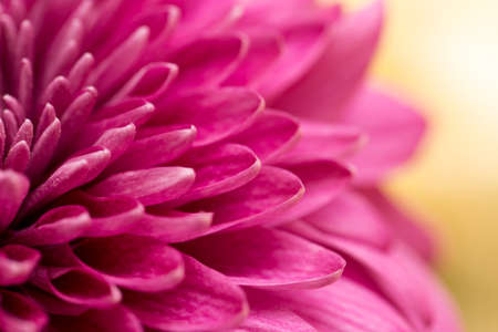 red flower chrysanthemum as background. closeの写真素材