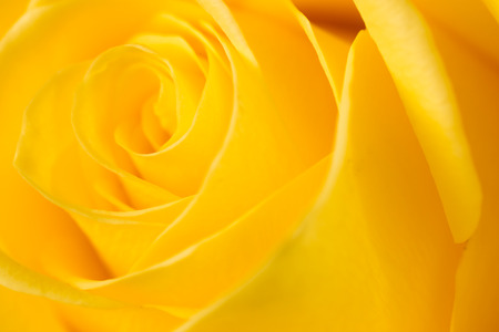 yellow rose petals as a background. macroの写真素材