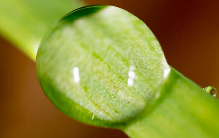 Water drops on the fresh green shoot. Super Macroの写真素材