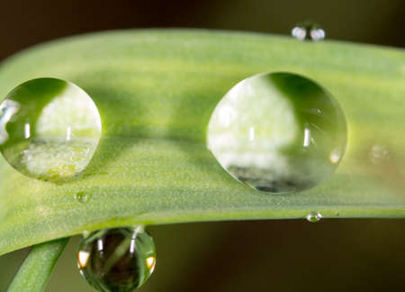 Water drops on the fresh green shoot. Super Macro