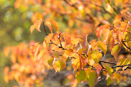 red leaves on a tree in autumn