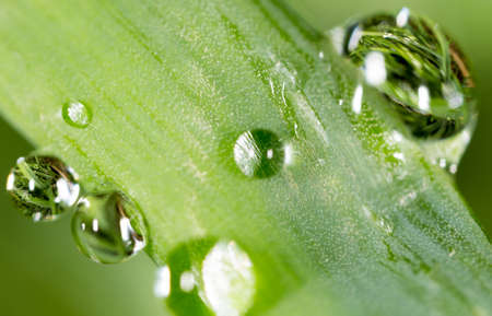 Water drops on the fresh green shoot. Super Macro
