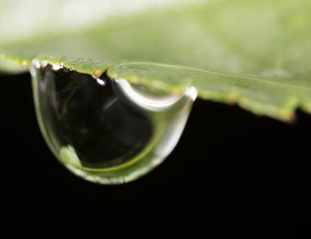 Water drops on the fresh green shoot. Super Macroの写真素材