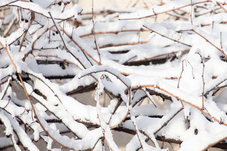 snow on tree branchesの写真素材