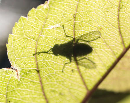 shadow of a fly on a leaf. macroの写真素材