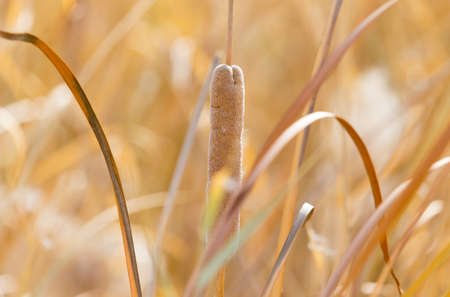 Yellow reeds in nature in autumn
