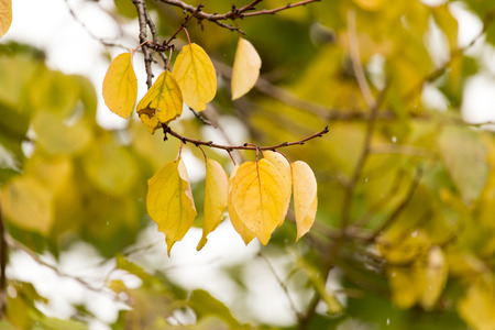 yellow leaves on the tree in autumn