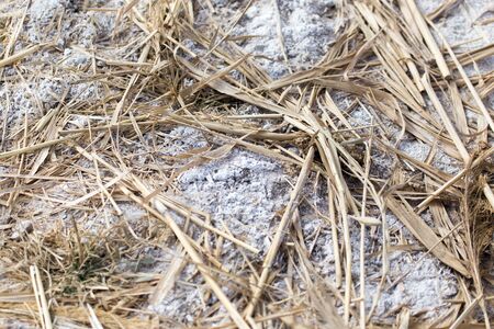 salt on the ground in natureの写真素材