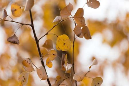 Yellow leaves on autumn trees as a background