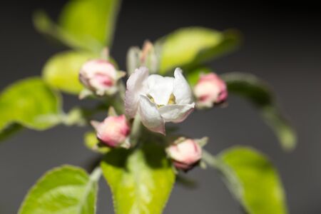 beautiful flowers on the branches of a treeの写真素材