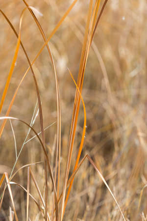 Yellow reeds in nature in autumnの写真素材