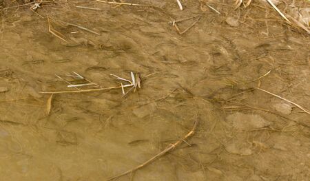 fish across surface of water in nature.