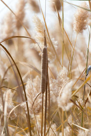 Yellow reeds in nature in autumnの写真素材