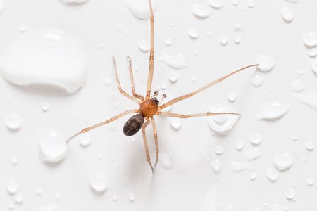 Spider on a white background with water drops