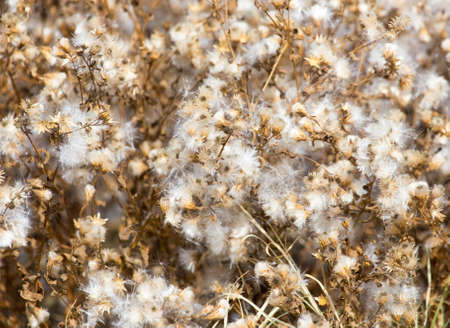 fuzz on the plant outdoors in autumnの写真素材