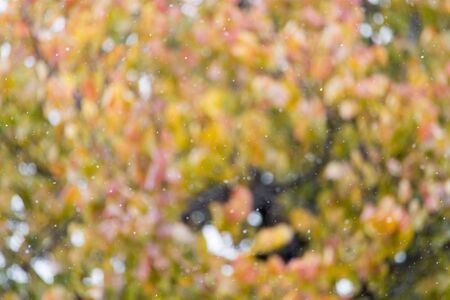 the first snow in the autumn as a backgroundの写真素材