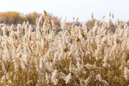 Yellow reeds in nature in autumn