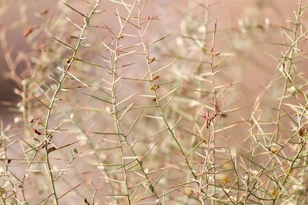 dry thorn in nature